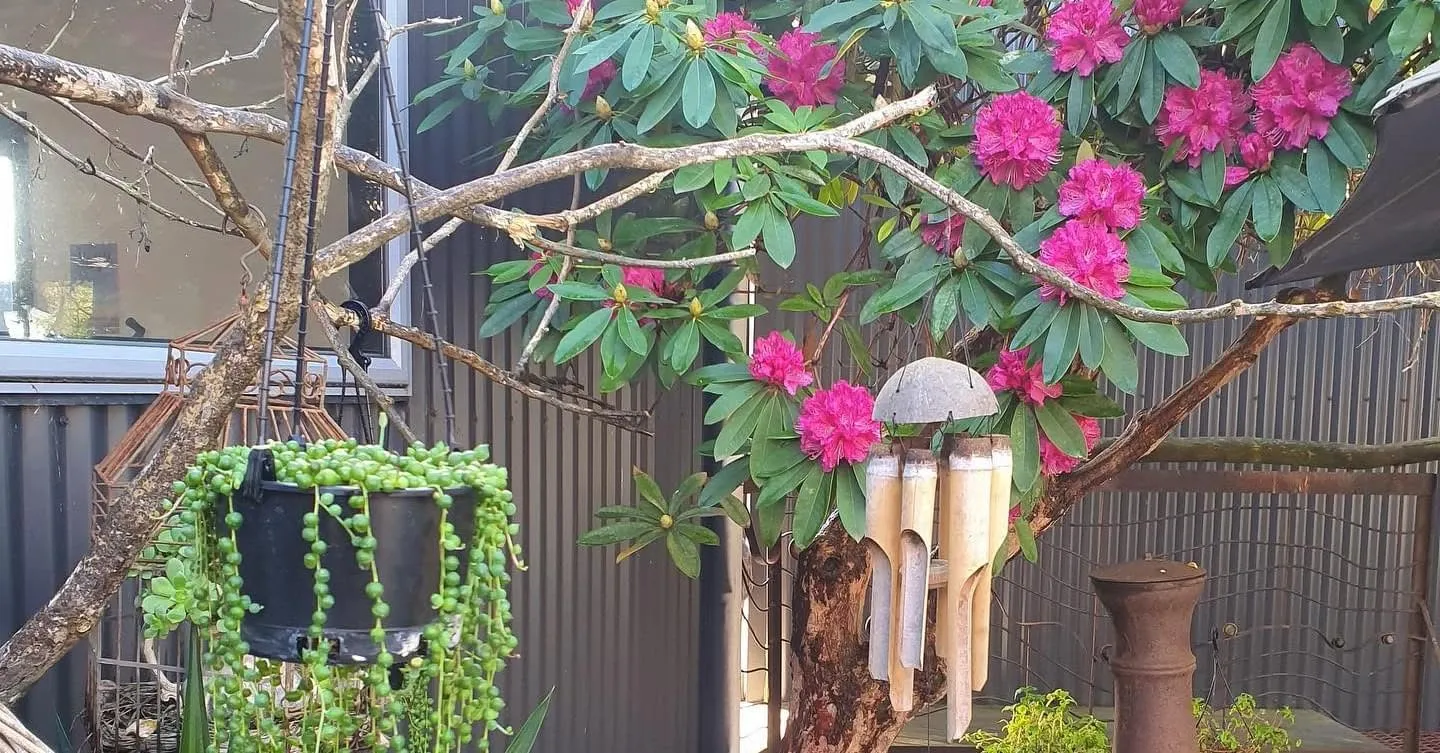 Hicksborough cafe outdoor garden area with pink rhododendron flowers and hanging succulent plants